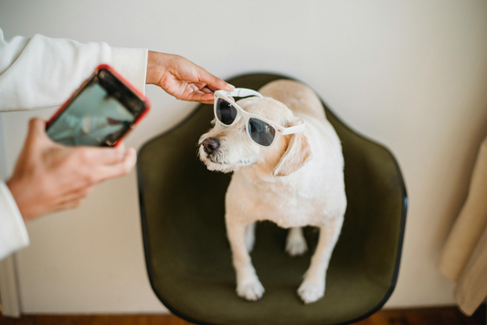 “Do dogs need sun protection for their eyes? ”