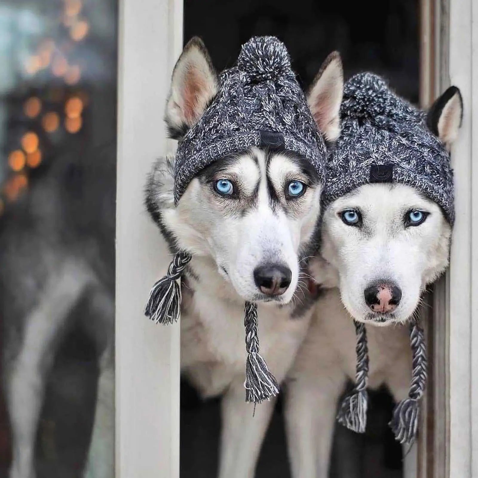 Windproof Warm Dog Hats